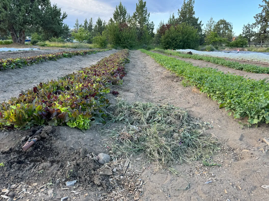 Rows of leafy greens and vegetables growing in the soil at the local farm at dusk